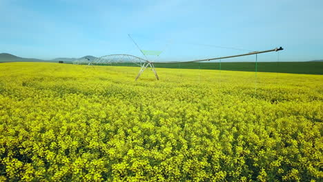 Un-Dron-De-Seguimiento-Bajo-Disparó-Sobre-Un-Campo-De-Canola-Que-Muestra-El-Sistema-De-Riego.