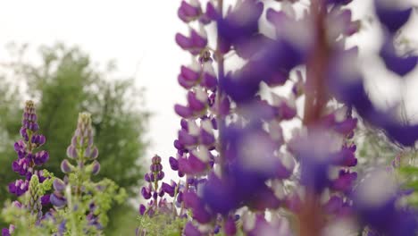 Primer-Plano-En-Cámara-Lenta-De-Hermosas-Plantas-De-Lavanda-Soplando-En-El-Viento-Durante-Un-Día-De-Primavera-En-La-Zona-Rural-De-Nueva-Escocia,-Canadá