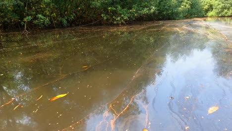 POV-on-a-dirty-river,-through-mangrove-forest,-at-Malanza-river-at-São-Tomé,Africa