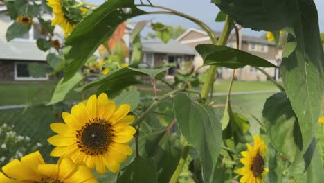 Panning-across-beautiful-sunflower-plants-in-a-yard-in-the-summer