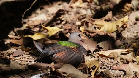 Gesehen-Auf-Dem-Boden,-Wie-Er-Zwitschernd-Seine-Flügel-Unter-Der-Morgensonne-Ausbreitet,-Asiatische-Smaragdtaube-Chalcophaps-Indica,-Thailand