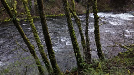 Moss-trees-stationary-shot-of-of-fast-flowing-Cedar-River-in-Washington-State