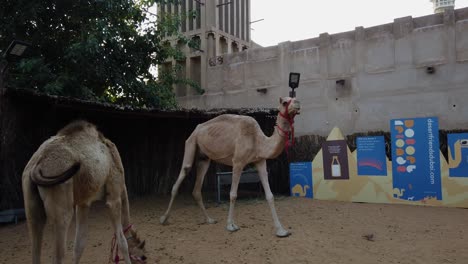 Madre-Y-Cría-De-Camellos-Noorah-Y-Asoof-Ternero-Lechal,-Como-Parte-Del-Centro-Cultural-Jeque-Mohammed-Bin-Rashid-Al-Maktoum-Para-Visitas-Culturales---25