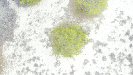 Birdseye-Aerial-over-Sand-Dunes-and-Pine-Trees-Cape-Henlopen-Sate-Park-Delaware-United-States