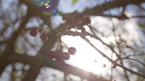 A-Bunch-of-Berries-Embellishing-a-Branch,-Highlighted-by-the-Sunlight-in-the-Background-in-Bath,-Somerset,-England---Close-Up