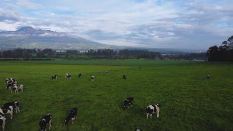 Un-Rebaño-De-Vacas-Pastan-En-Un-Campo-Verde-En-La-Región-Interandina-De-Pichincha,-Ecuador