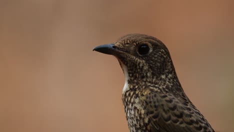 Facing-to-the-left-while-its-eye-is-focused-on-the-camera-as-a-portrait-shot,-White-throated-Rock-Thrush-Monticola-gularis-Female,-Thailand