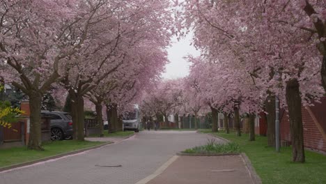 árboles-De-Cerezos-En-Flor-En-Primavera-Se-Alinean-En-Las-Calles-De-La-Urbanización