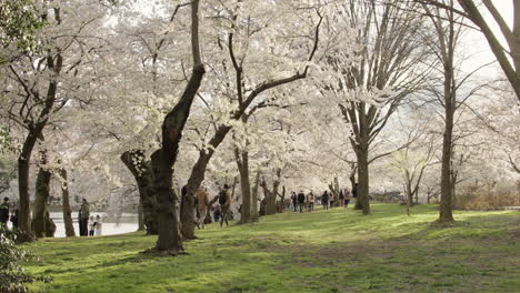 Menschen-Gehen-Unter-Dem-Blätterdach-Blühender-Kirschblütenbäume-In-Washington,-D.C.-Am-Späten-Nachmittag