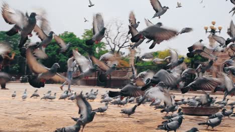 Bandada-De-Palomas-Toma-Vuelo-Cerca-Del-Museo-Albert-Hall-En-Jaipur