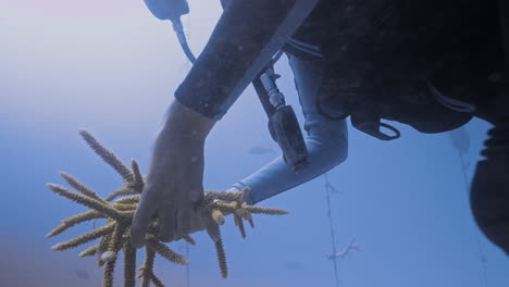 Unterwasseraufnahme-Eines-Tauchers,-Der-Geweihkorallen-Mit-Bloßen-Händen-Hält-Und-An-Die-Oberfläche-Schwimmt