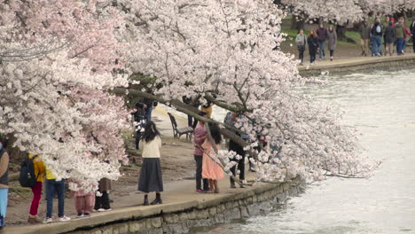 Tourists-Take-Pictures-Under-Cherry-Blossom-Trees-at-Washington-DC's-Tidal-Basin