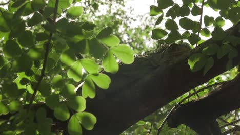 Leguan-Auf-Einem-Baum-Im-Park-Von-Grenada