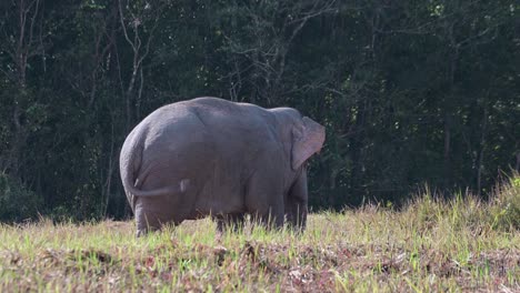 Seen-from-its-side-and-back-wagging-its-tail-around-and-flapping-its-ears-as-seen-outside-of-the-forest,-Indian-Elephant-Elephas-maximus-indicus,-Thailand