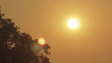 Sonnenaufgang-über-Einem-Großen-Gummibaum,-Große-Orangefarbene-Sonne,-Klarer,-Dunstiger-Himmel,-Vogel-Fliegt-über-Australien,-Victoria,-Gippsland,-Maffra