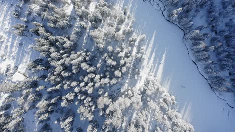 Top-down-drone-view-over-forest-tree-landscape-covered-with-white-frozen-snow