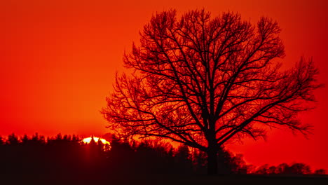 Aceleró-La-Puesta-De-Sol-Detrás-De-Una-Silueta-De-árbol