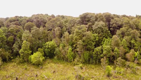 Vista-Aérea-De-Un-Bosque-En-La-Patagonia