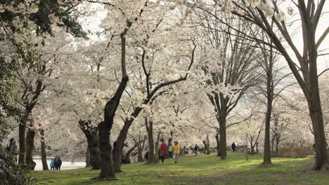 Two-Young-Women-Walk-Under-Cherry-Blossom-Trees-in-Full-Bloom,-Washington-DC