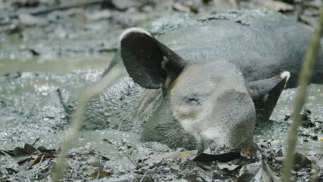 Cerca-De-Un-Tapir-Baird-Tendido-En-El-Suelo-De-La-Selva-Tropical-Y-Descansando-En-El-Parque-Nacional-Corcovado-De-Costa-Rica