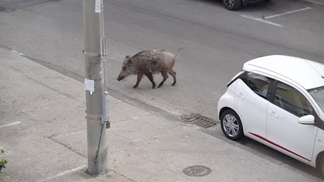 Ein-Wildschwein-überquert-Die-Straße-In-Einem-Wohnviertel-In-Haifa,-Israel