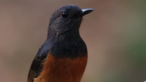 Nach-Links,-Dann-Nach-Vorne-Und-Rechts-Gerichtet-Als-Porträtaufnahme,-Die-Im-Wald-Gemacht-Wurde,-Als-Es-Der-Kamera-Sehr-Nahe-Kam,-Weißbürzel-Shama-Copsychus-Malabaricus,-Thailand