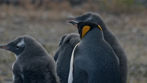 Pingüino-Rey-Con-Pingüinos-Papúa-En-Isla-Martillo,-Ushuaia