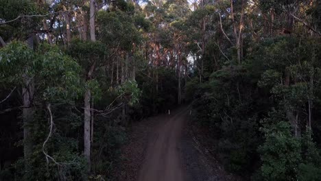 Tilt-up-shot-of-a-pathway-inside-a-wild-forest-in-Stormlea,-Australia