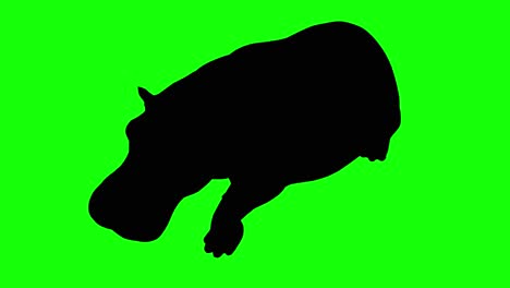 A-silhouette-of-a-hippo-walking-on-green-screen,-perspective-view