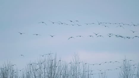 Brown-geese-graze-in-a-meadow