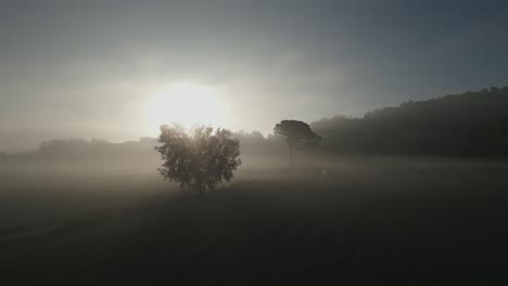 Golden-sun-rise-above-agricultural-fields-skyline-shine-aerial-wide-approach-lonely-contrasted-trees,-foggy-mediterranean-landscape-in-Malla-barcelona-spain