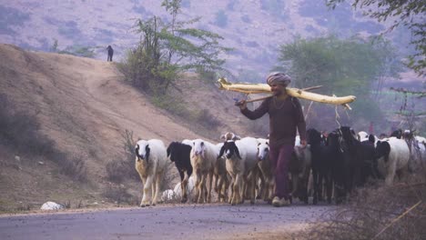 Eine-Große-Gruppe-Von-Schafen-Mit-Hirten,-Der-Am-Abend-In-Einem-Ländlichen-Dorf-In-Indien-Nach-Hause-Zurückkehrt