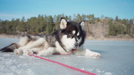 Alaskan-Malamute-Hund-Liegt-Und-Leckt-Zugefrorenen-See