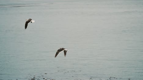 Delphinmöwenvögel-Fliegen-In-Der-Nähe-Des-Ferienortes-Ushuaia-Im-Archipel-Tierra-Del-Fuego,-Argentinien