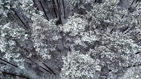 aerial-of-dense-forest-covered-in-a-thick-blanket-of-white-snow,-as-seen-from-a-high-vantage-point-directly-overhead,-Fly-Forward-Over