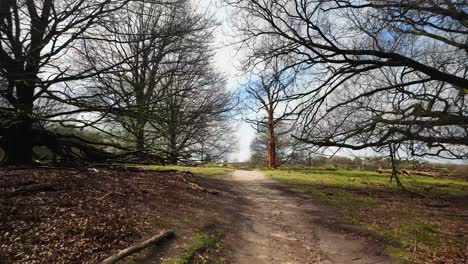 Walk-pov-through-woodland-of-Veluwe-in-the-Netherlands-during-spring-with-bald-trees