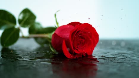 The-graceful-descent-of-a-vibrant-red-rose,-adorned-with-delicate-leaves,-as-it-gently-falls-onto-a-sleek-black-surface-adorned-with-water-droplets-splits
