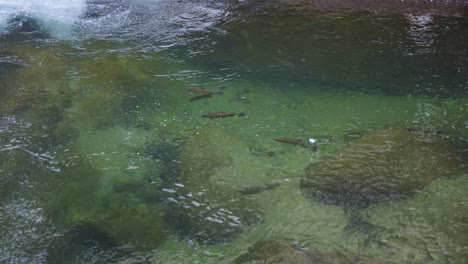 Pristine-Crystal-Clear-Waters-in-Mountains-of-Yamagata-Japan,-Trout-Swimming