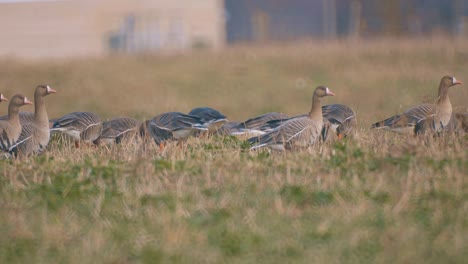 Brown-geese-graze-in-a-meadow