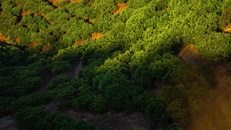 Schatten-Bewegt-üppige-Dichte-Grüne-Vegetation-Fruchtbarer-Gelber-Boden-Zeitraffer