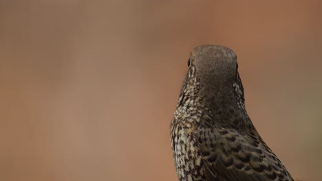 Facing-left-then-towards-its-right-looking-away-from-the-camera,-White-throated-Rock-Thrush-Monticola-gularis-Female,-Thailand