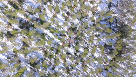 High-angle-overhead-view-of-harvester-felling-trees-in-snowy-forest-in-winter