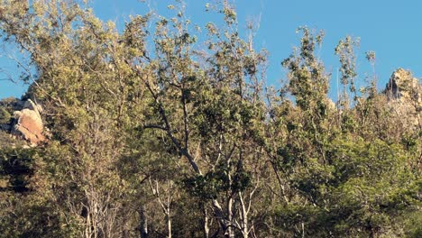 Terreno-Costero-Rocoso-Y-Accidentado-En-El-Paisaje-Español,-Exuberante-Vegetación-Y-Vegetación-Mediterránea-Con-Un-Telón-De-Fondo-De-Cielo-Azul,-Que-Encarna-La-Esencia-Del-Viaje.