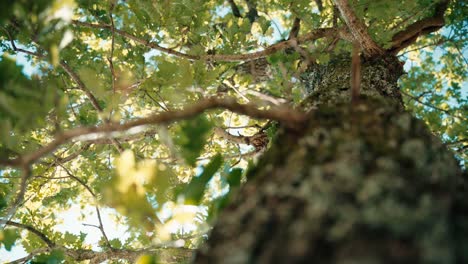 Plano-Amplio-De-Un-árbol,-Con-El-Tronco-En-Primer-Plano,-Plataforma-Rodante-En-El-árbol,-Roble-Con-Las-Hojas-Abiertas