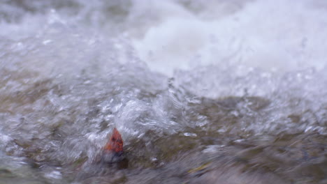 Water-runs-between-stones-of-a-river-or-stream,-drinking-water