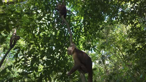 Monos-Capuchinos-En-El-Dosel-Del-Parque-Nacional-Tayrona,-Colombia