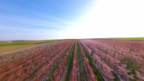 Apricot-Orchard-Blooming-In-Spring.-FPV-drone-shot