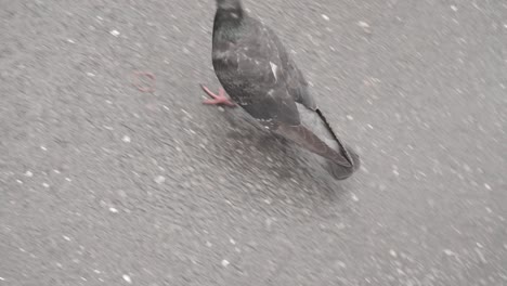 Vogel-Auf-Futtersuche