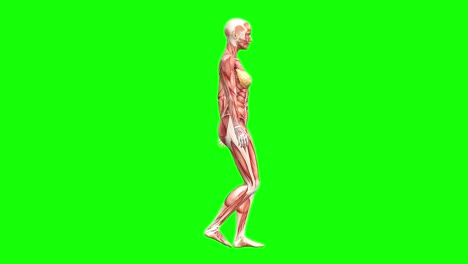 3D-female-muscles-anatomy-walking-on-green-screen-seamless-loop-3D-animation,-side-view