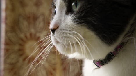 Closeup-of-fur-hair-fuz-and-whiskers-of-black-cat-with-white-mouth-and-curious-expression